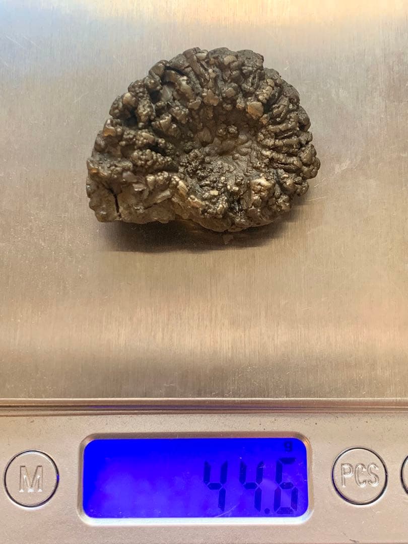 アンモナイト　パイライト　化石　黄鉄鉱　アンモライト　恐竜　爪　歯　牙　三葉虫