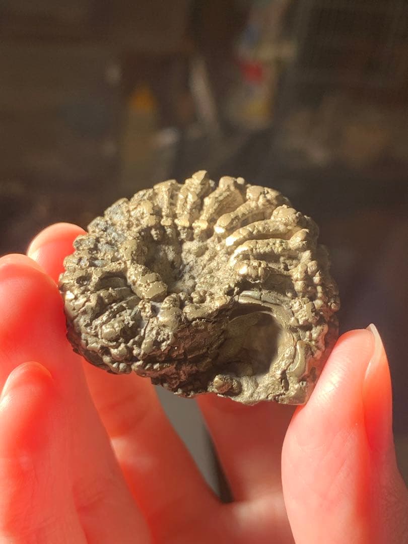 アンモナイト　パイライト　化石　黄鉄鉱　アンモライト　恐竜　爪　歯　牙　三葉虫