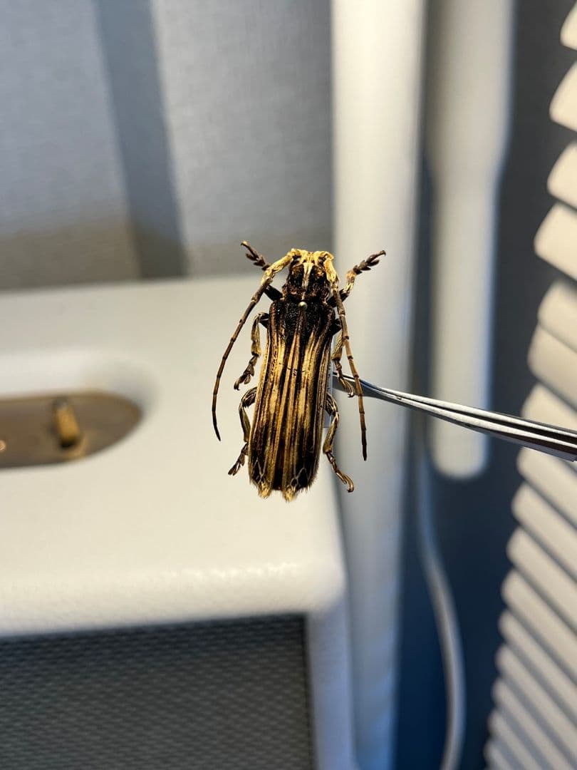 【43mm】キノハダカミキリ 標本 タテスジケブカカミキリ 天牛 甲虫