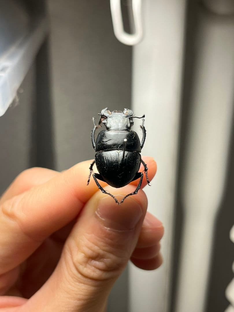 【22mm♂】オオキバセンチコガネ 昆虫標本糞虫甲虫ensifer