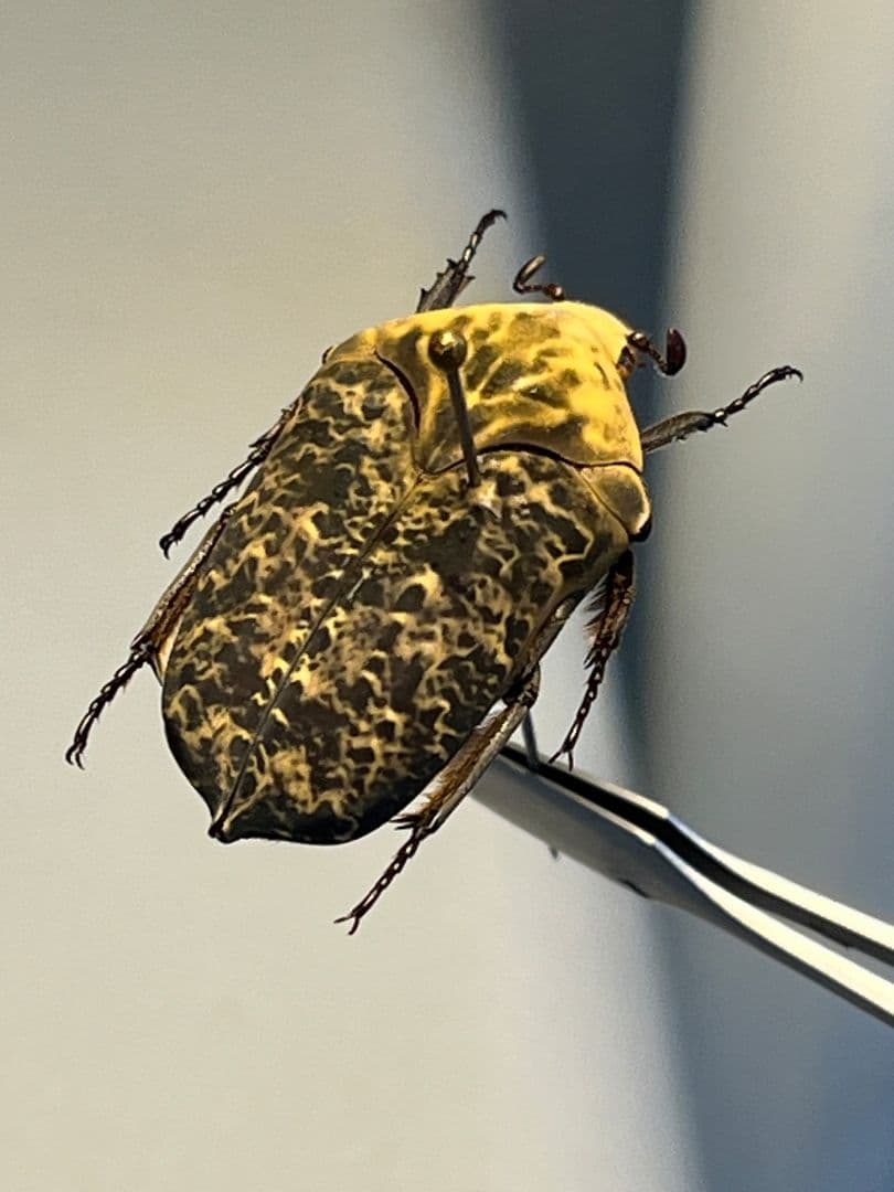 【24mm】カスミアヤヒシムネハナムグリ 標本 カナブン プラチナコガネタマムシ