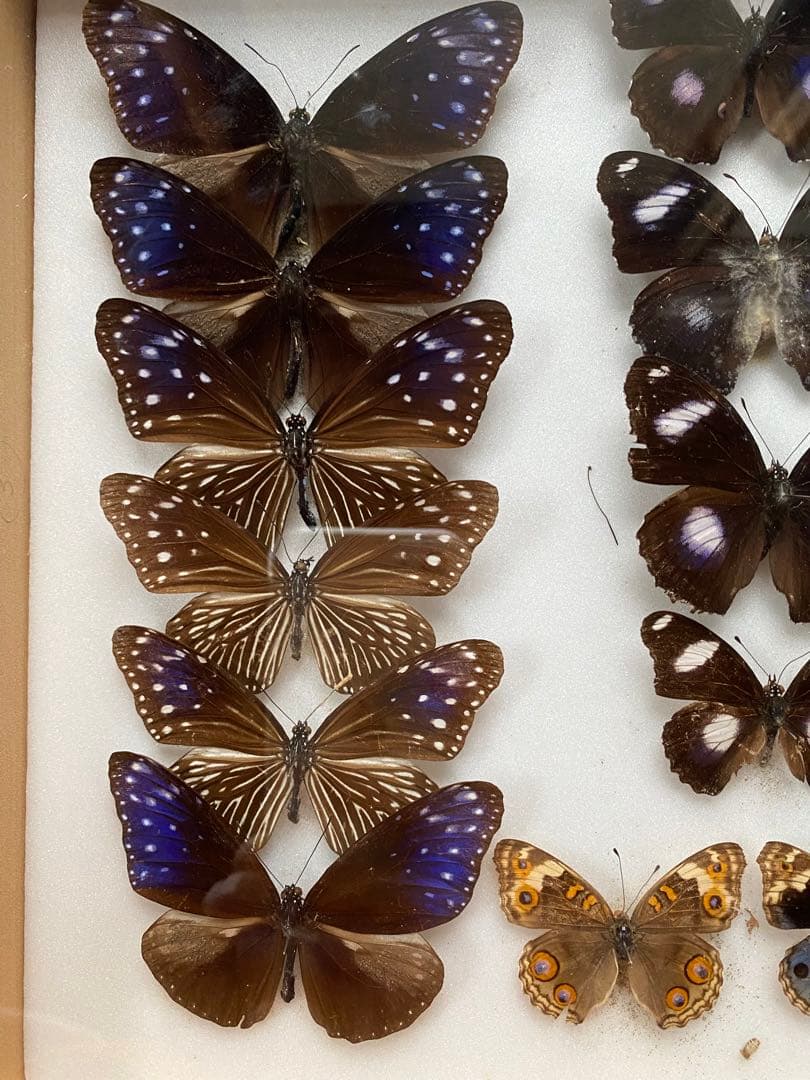 蝶々標本　23頭　木製額(ガラス) 約30cm x 43cm