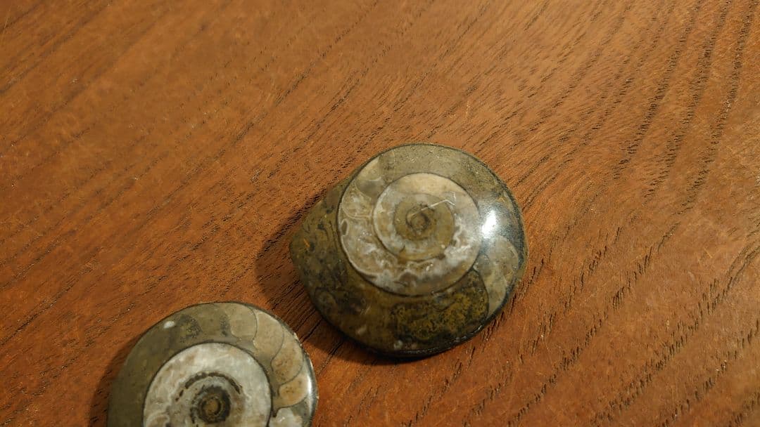 アンモナイト　恐竜　古代貝　化石　標本　鑑賞品　博物館保存　２個