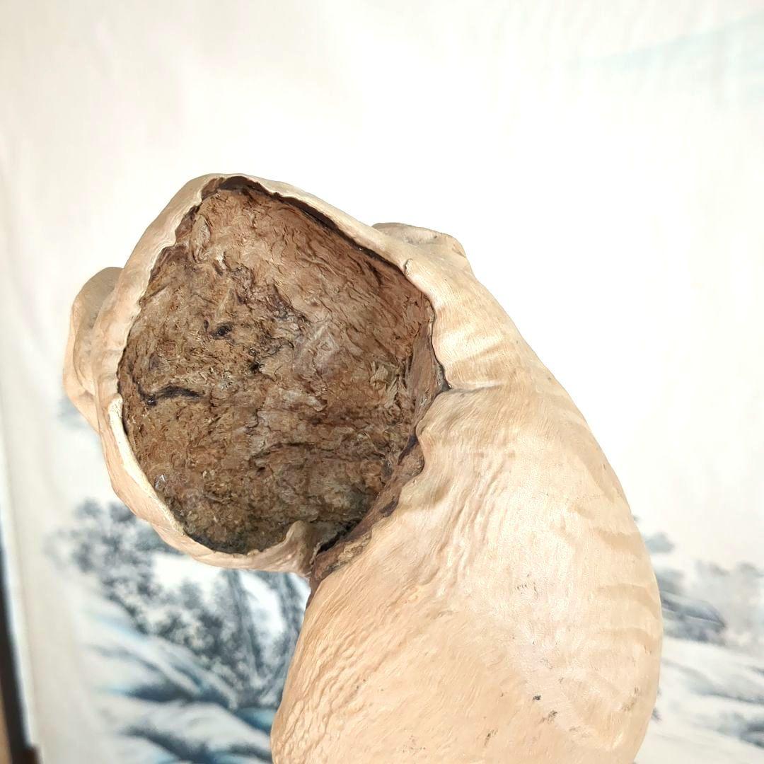 天然木 自然造形 蛇形希少 螺旋状 ねじれ木株 アート作品 高さ約61cm