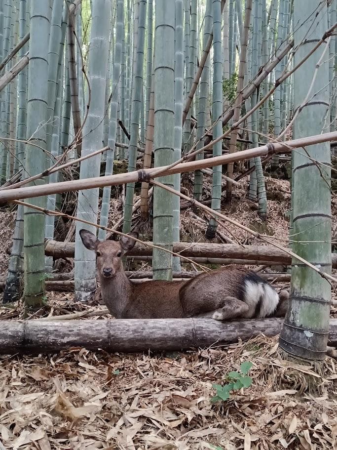 学術標本　種名ニホンジカ　胎児（♂）　エタノール浸漬標本　頭胴長約5cm