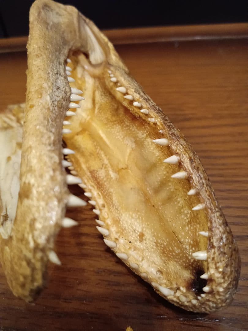 ワニ　カイマン　頭部　アリゲーター