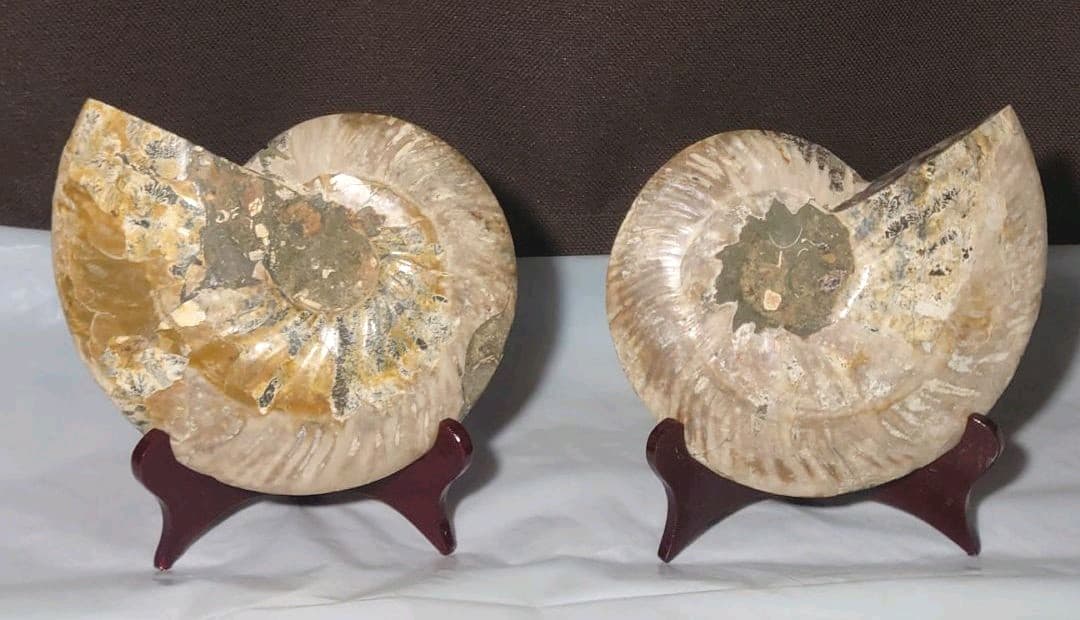 ★アンモナイト化石セット（台座付）