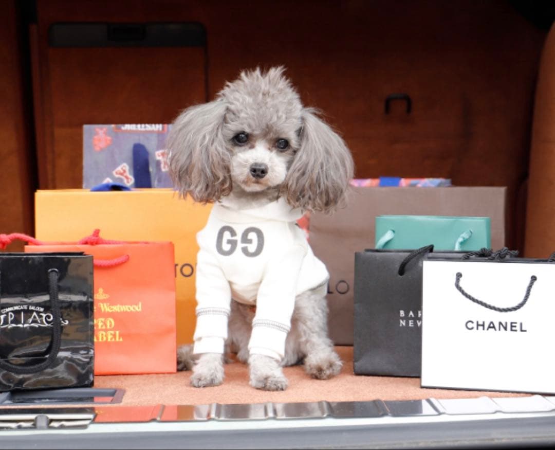 アトリエGG Hollywoodstar 0