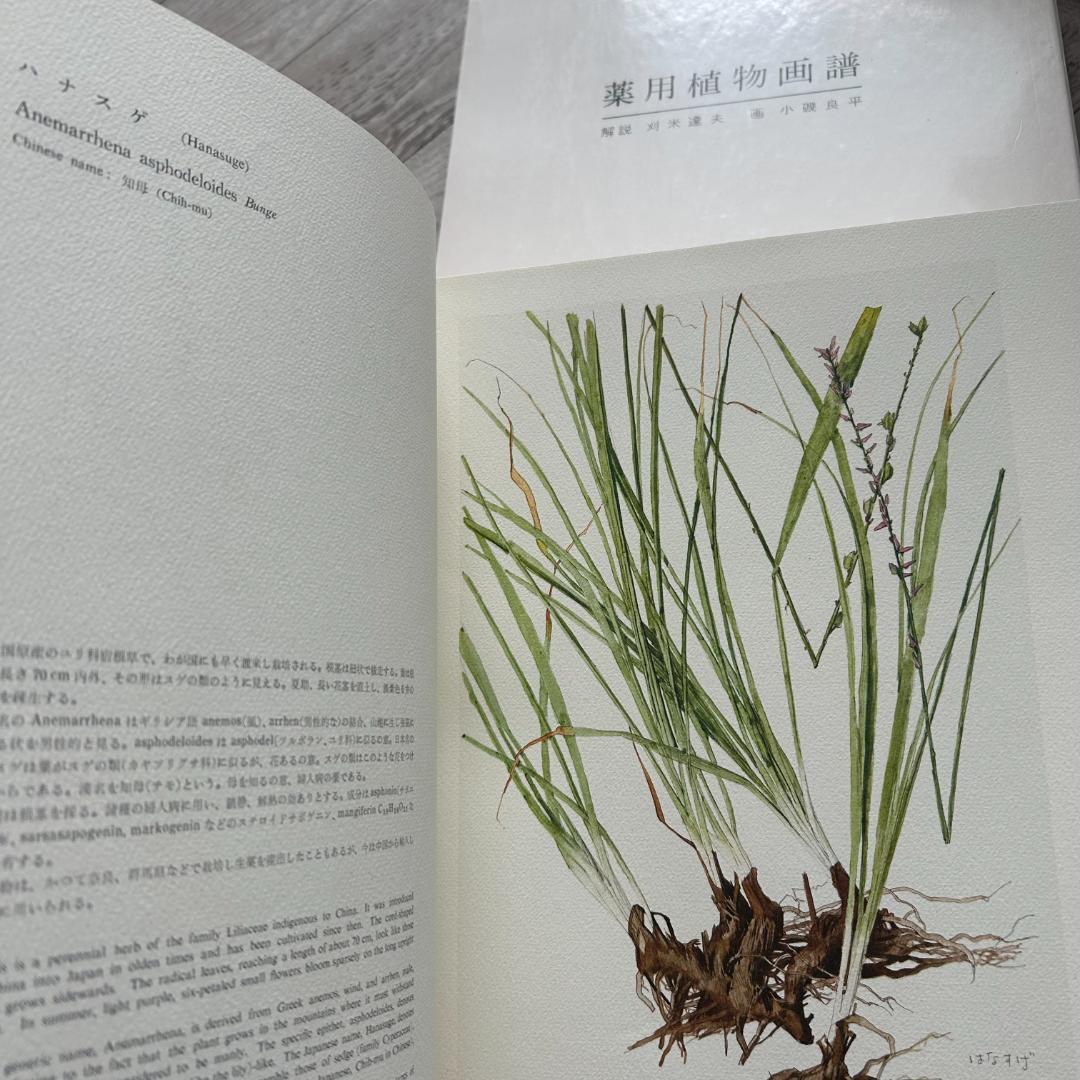 初版！判子＆カバーあり！薬用植物画譜 /小磯良平 刈米達夫 静物画