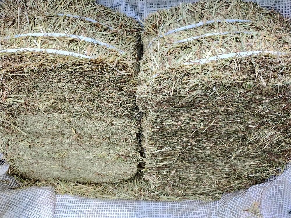 (2/23まで) カナダ産 チモシー 120kg スーパープレミアム １番刈