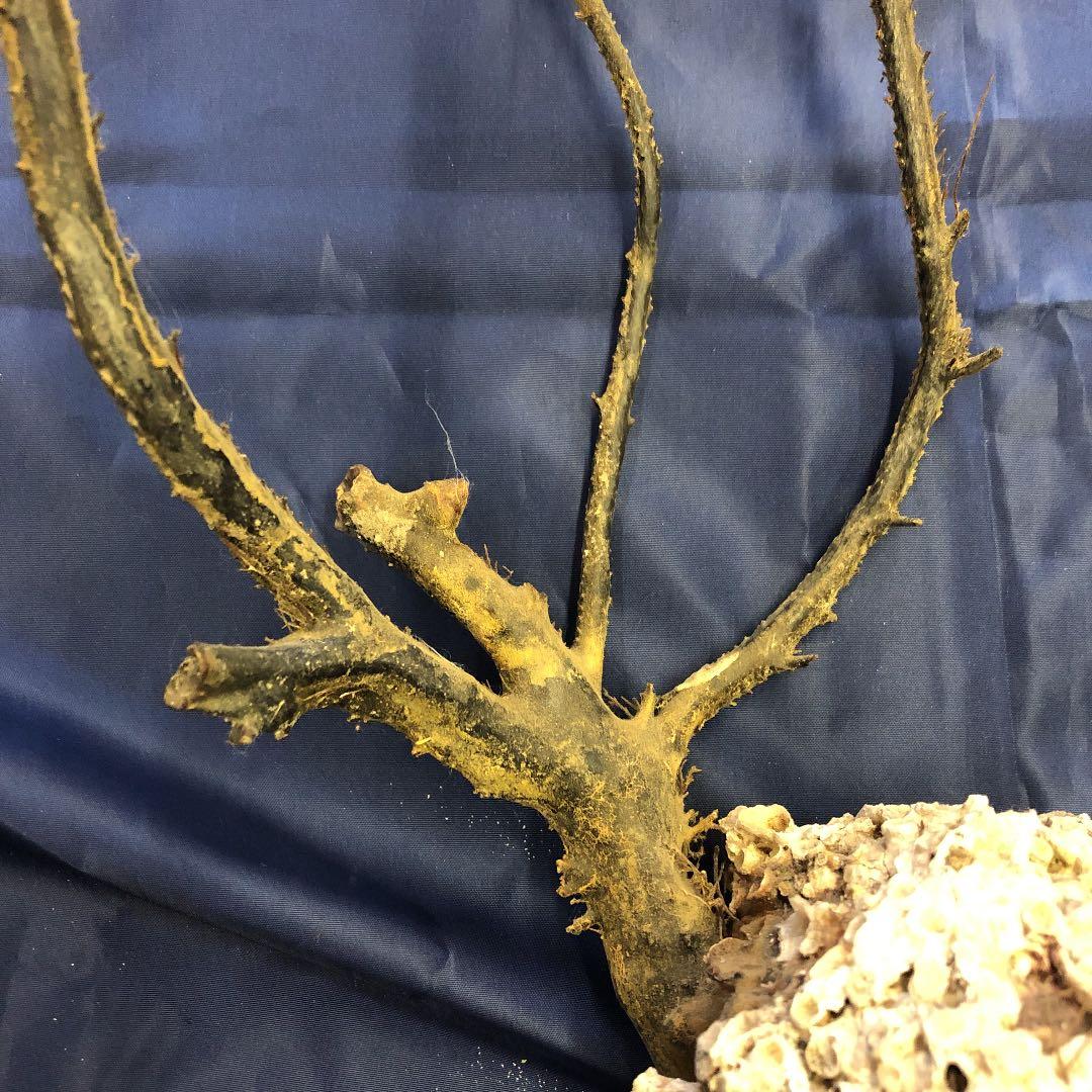 海松　原木　黒珊瑚　長さ95cm こぶ付き