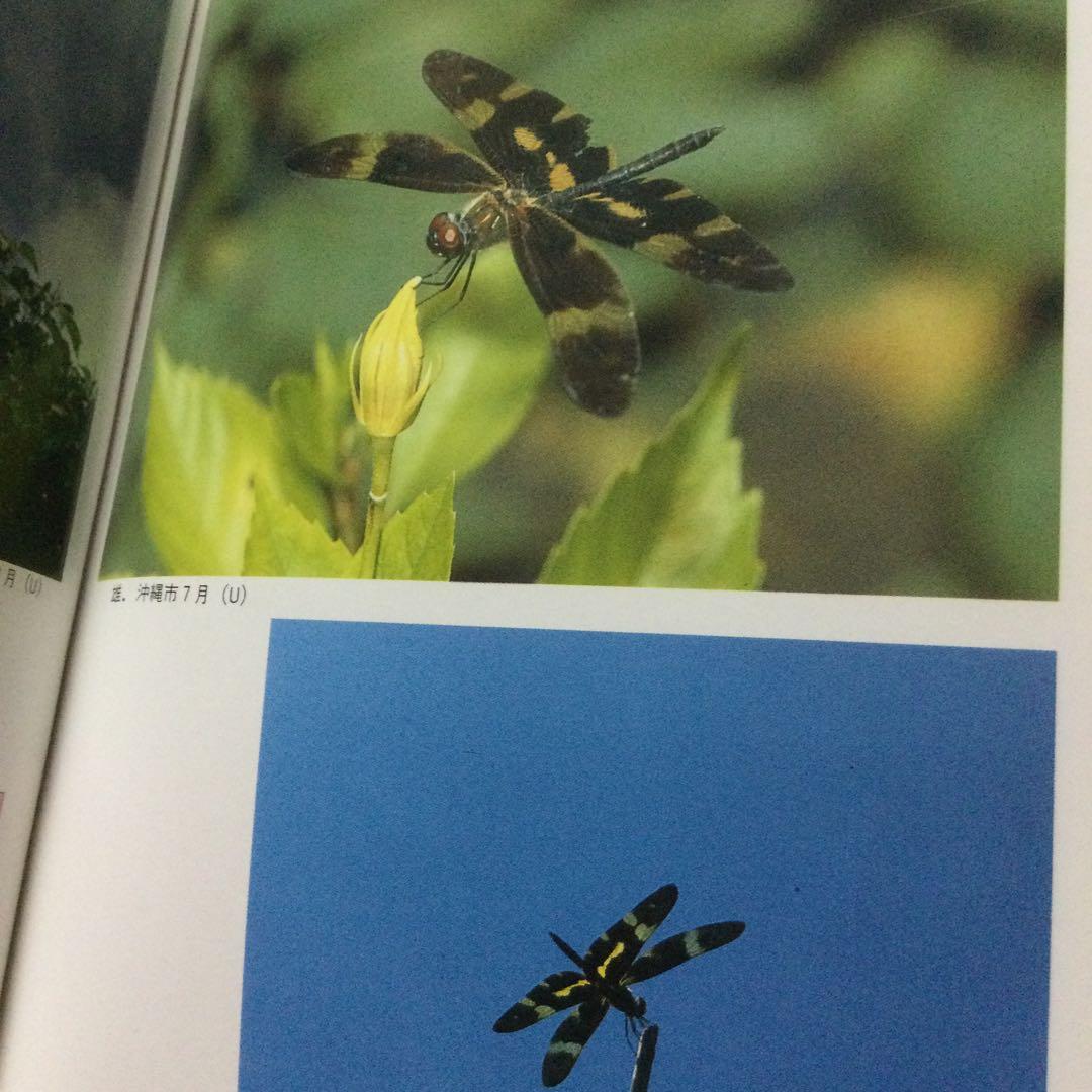 沖縄昆虫野外観察図鑑　増補版 全７巻　東 清二 編著