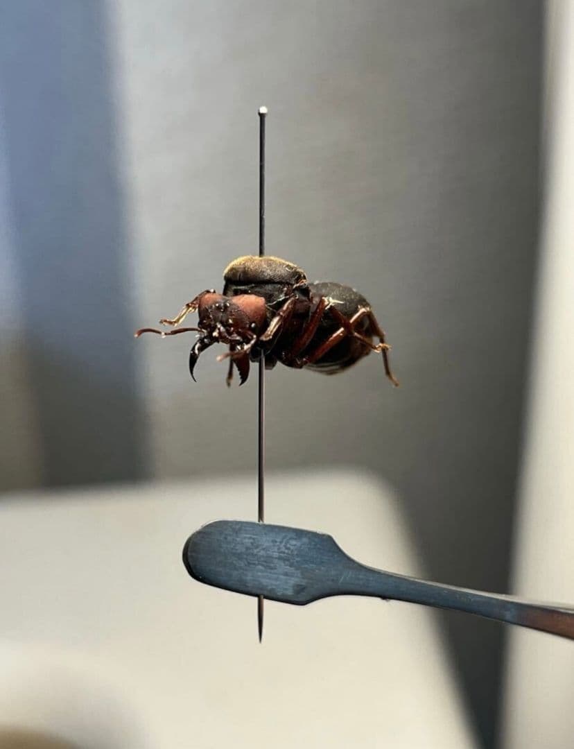 【20mm】ハキリアリの女王標本　Atta cephalotes？ パラポネラ