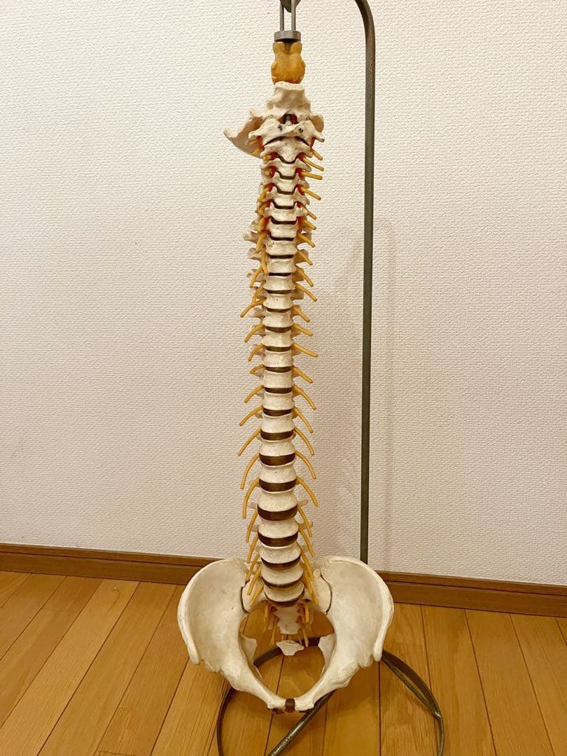 『SOMSO』ドイツ製 ソムソ スタンド付き 脊椎骨格模型　骨格模型
