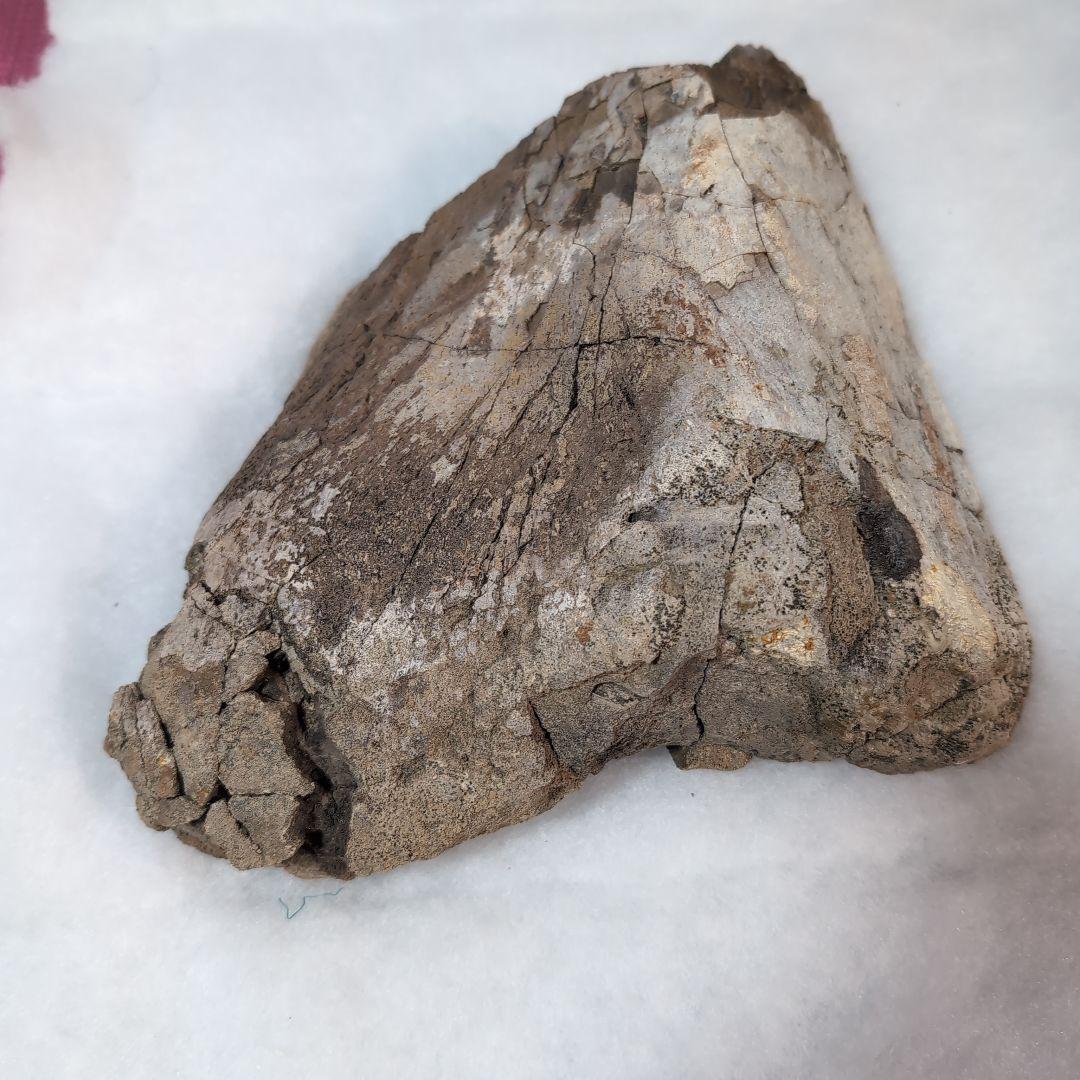 本物特大　博物館級　恐竜　ハドロサウルスの脛骨　化石　モンタナ　ネームプレート付