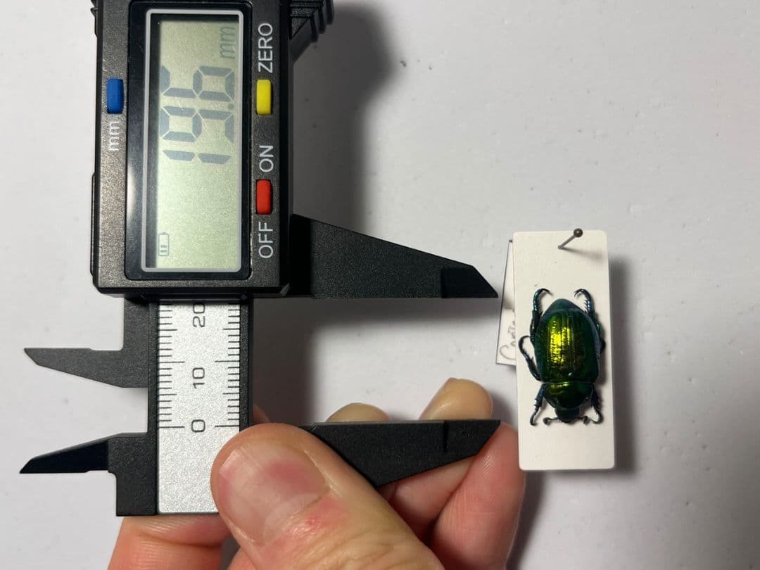 【19mm】Pelidnotaプラチナコガネ コガネムシ ハムシ コブハムシ標本