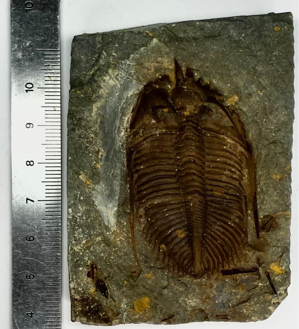 三葉虫　化石　Coronocephalus