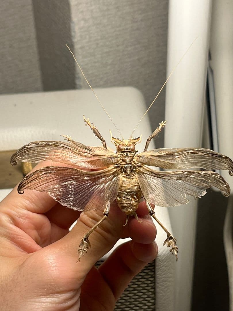 【希少産地】中国産のマキバネコロギス 昆虫標本バッタ キリギリスコロギスリオック