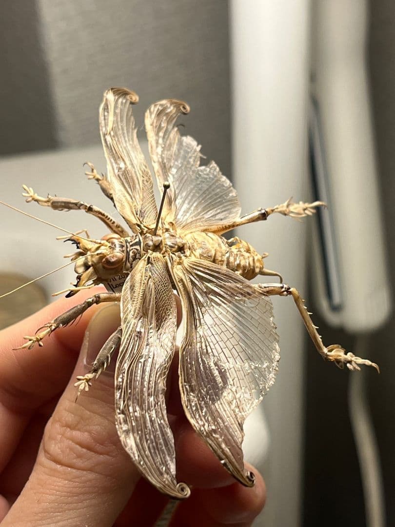 【希少産地】中国産のマキバネコロギス 昆虫標本バッタ キリギリスコロギスリオック