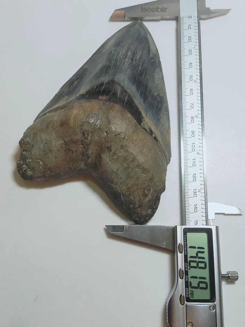 【希少：青色　大きめ：148mm】メガロドン　化石　標本　サメの歯　歯の化石