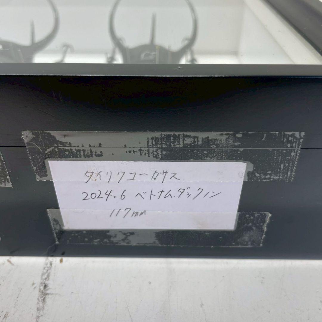 R◆タイリクコーカサス2匹　昆虫標本