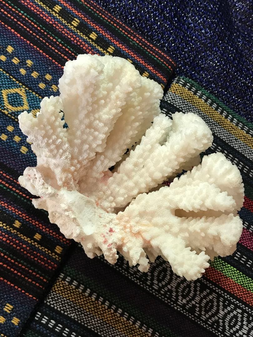 ◉台湾産【白珊瑚/ホワイトコーラル】原木[411