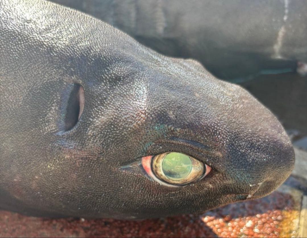 ヨロイザメ　顎標本