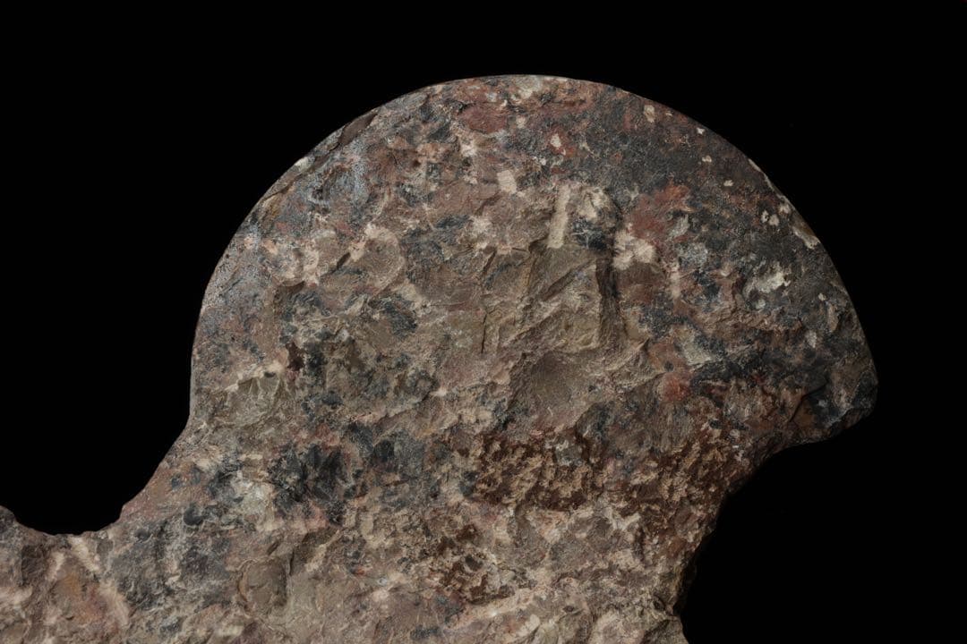 特大標本 アンモナイト&オルソセラス 化石プレート10.6kg 直角貝 鑑賞石