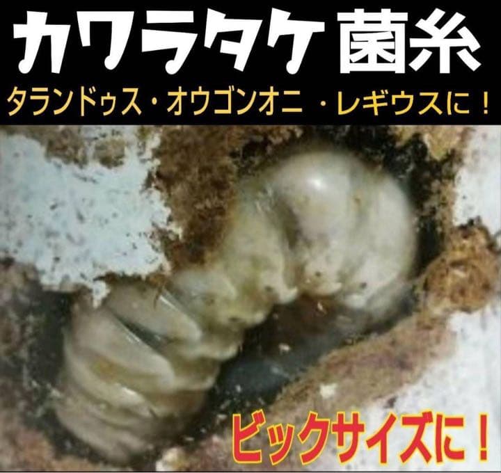 極上！カワラ菌糸瓶【8本】タランドゥス・オウゴンオニクワガタ・レギウスが巨大化！