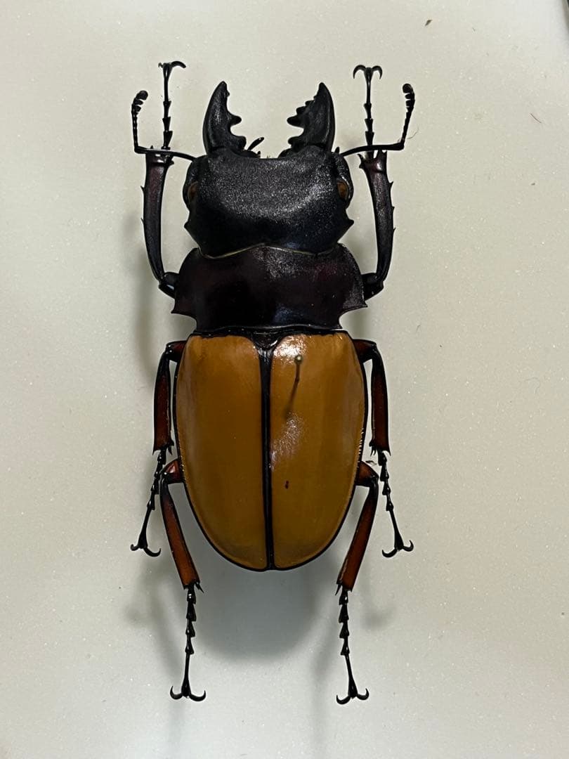 フェモラリスツヤクワガタ　標本　おまけ付き