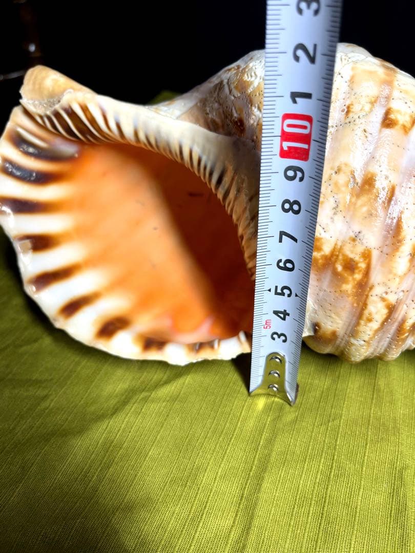 法螺貝　ホラ貝　大きさ約28cm 前後 ホラガイ　ほら貝