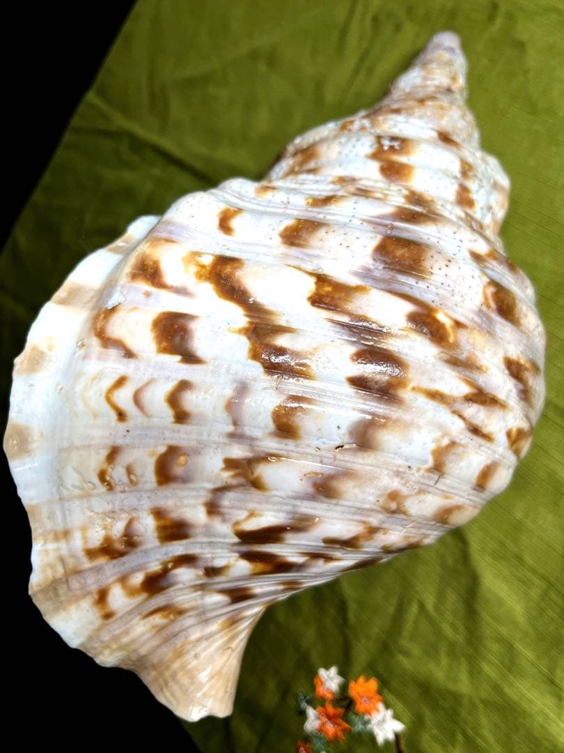 法螺貝　ホラ貝　大きさ約28cm 前後 ホラガイ　ほら貝