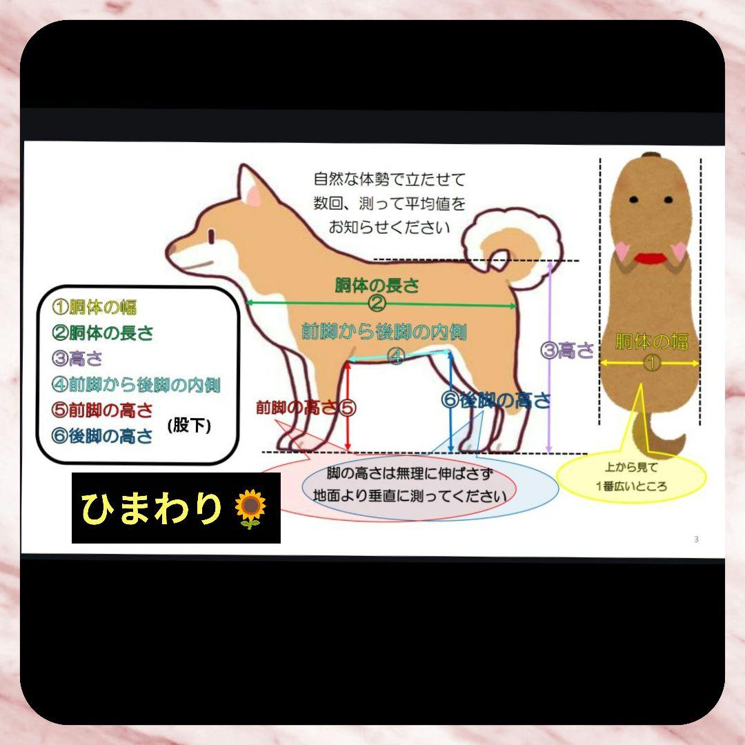 rctkr　チワワ4輪　リハビリ　食事補助　犬用車椅子　介護　犬の歩行器
