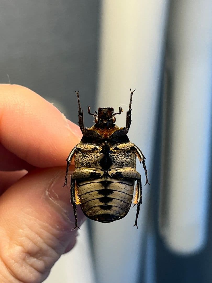 ヒョウモンアヤヒシムネハナムグリ 標本 カナブン プラチナコガネタマムシコメツキ