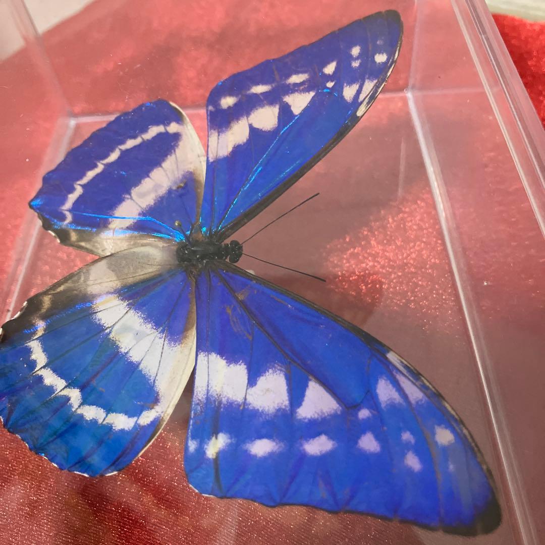 キプリスモルフォ♂ （透明横開きケース入り）