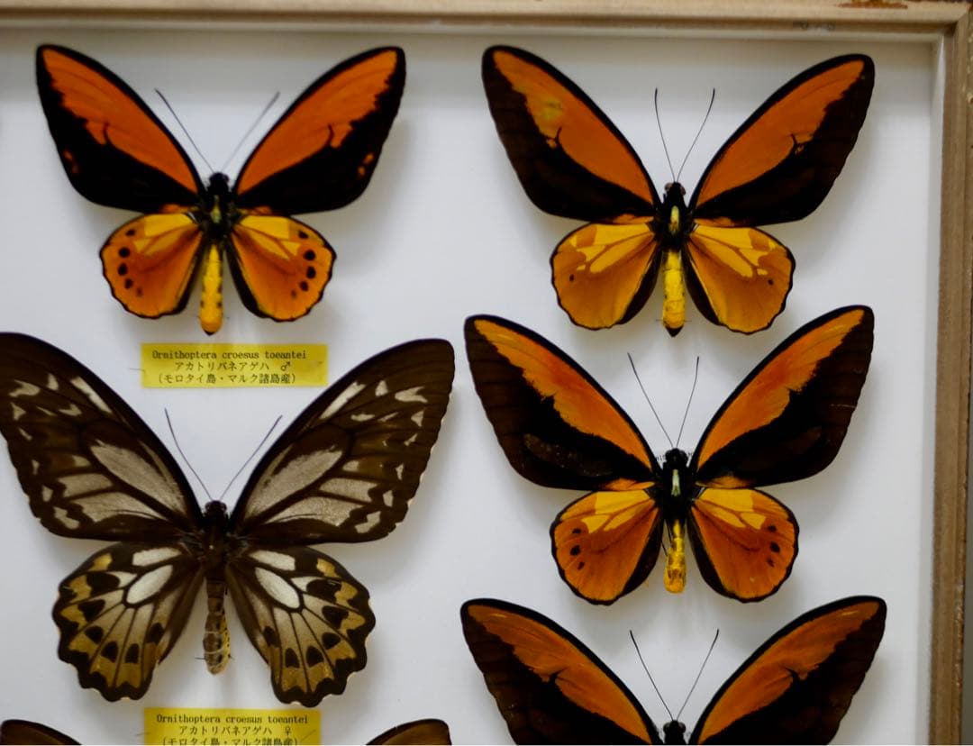 蝶標本  アカメガネトリバネアゲハ 産地別コレクション 研究用 大型ドイツ箱