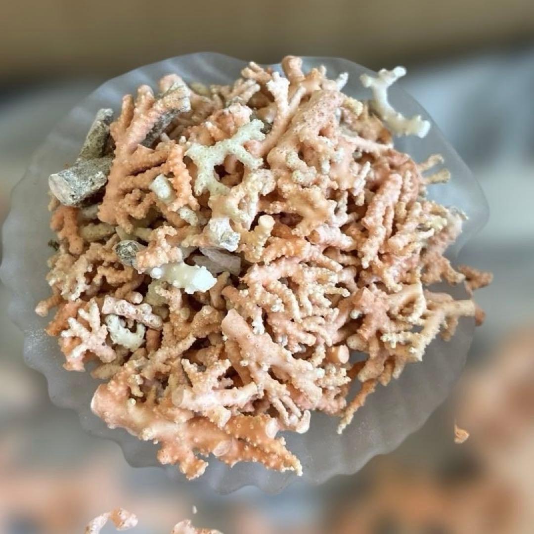 《岩礁 珊瑚礁　貝殻》海の役者達大量セット　アワビ　テングニシ貝　ヤツシロ貝