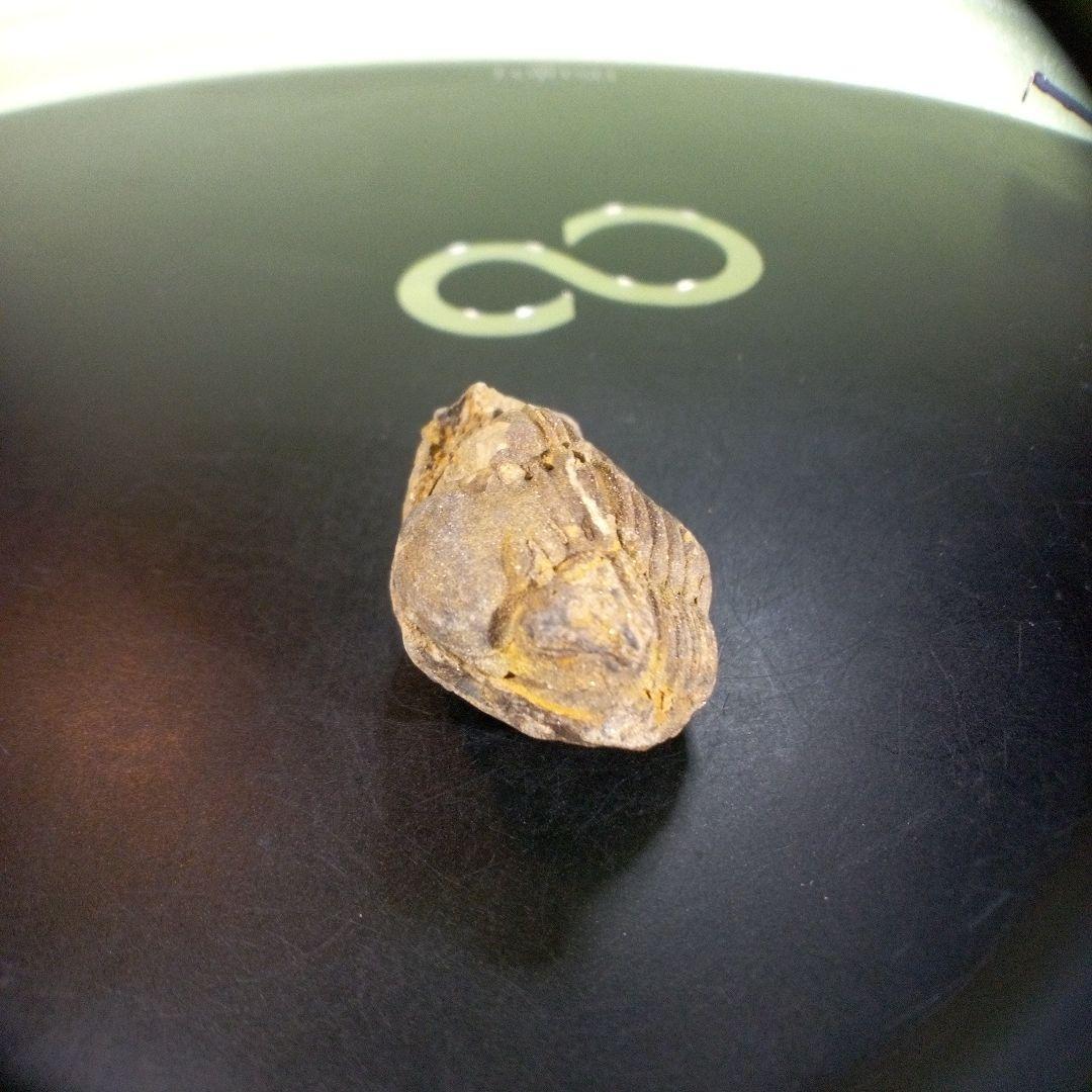 三葉虫　化石　fossil　ボリビア産　trilobite　Bolivia化石⑤