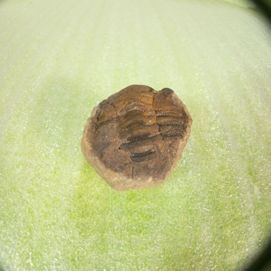 三葉虫　化石　fossil　ボリビア産　trilobite　ボリビア三葉虫郡⑪