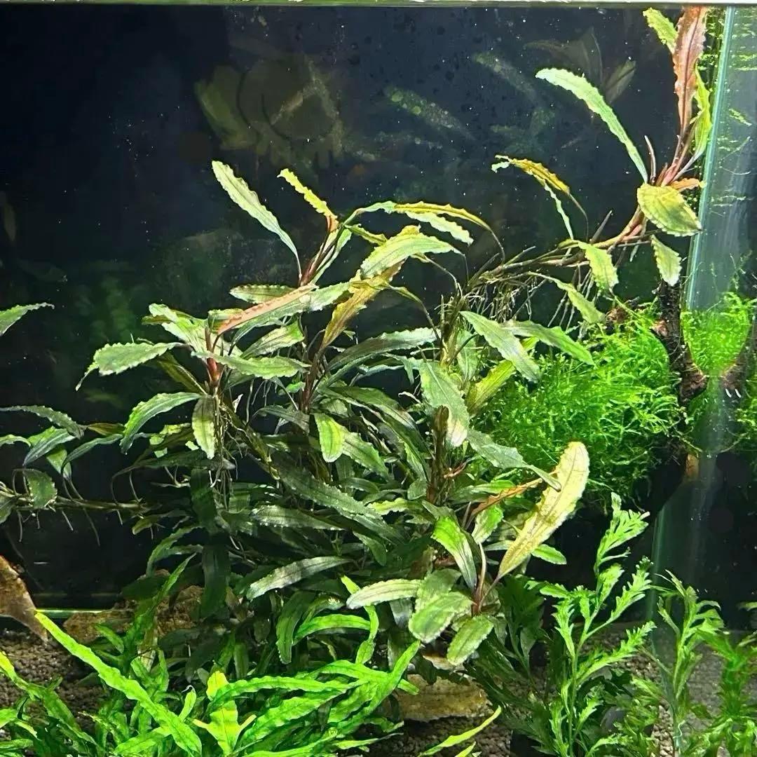 ブセファランドラ sp. クアラクアヤン 超大株 無農薬 水中葉