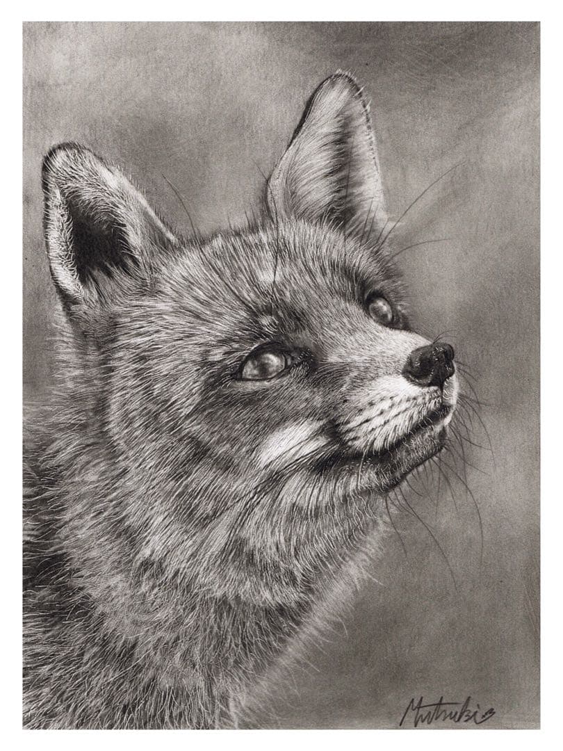 狐の鉛筆画