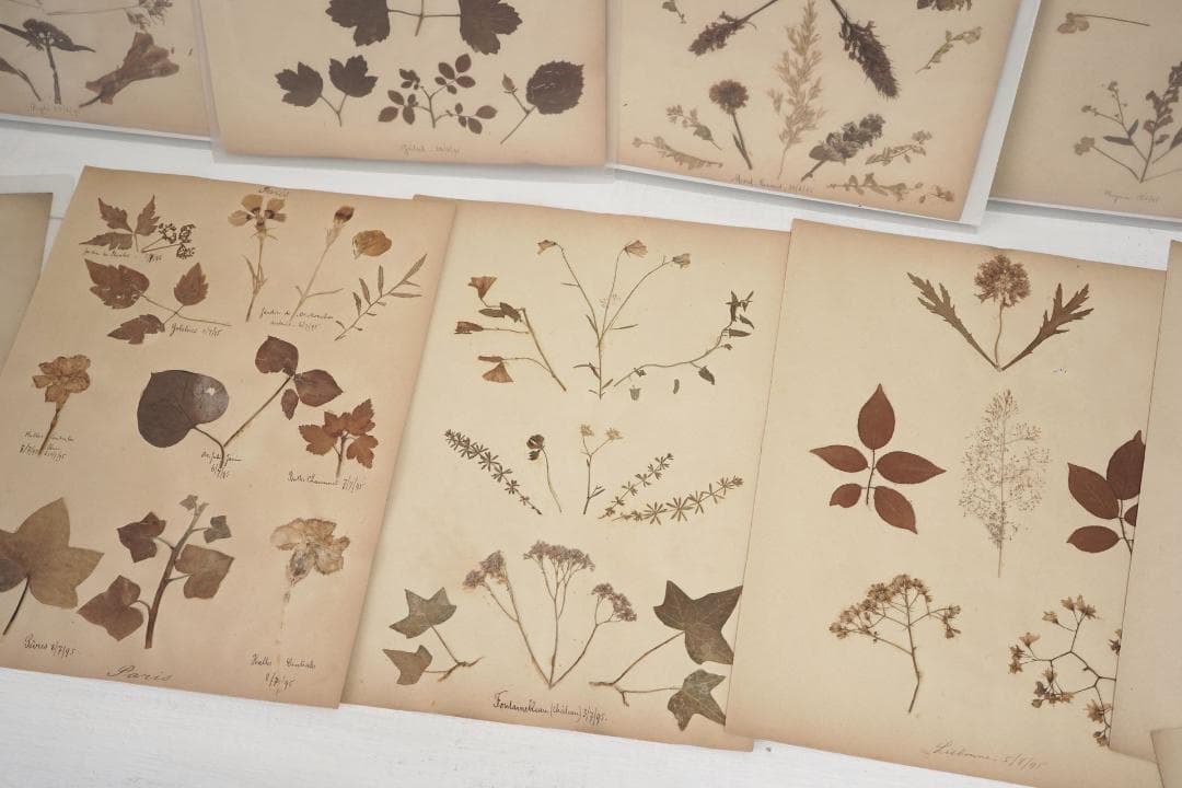 1895年 植物標本11枚セット フランスアンティーク 押し花 ドライフラワー
