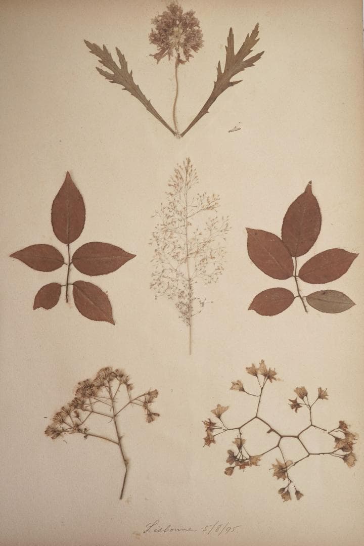 1895年 植物標本11枚セット フランスアンティーク 押し花 ドライフラワー