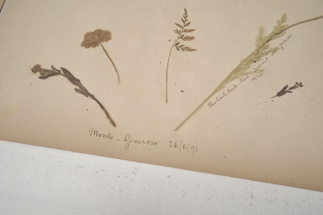 1895年 植物標本11枚セット フランスアンティーク 押し花 ドライフラワー