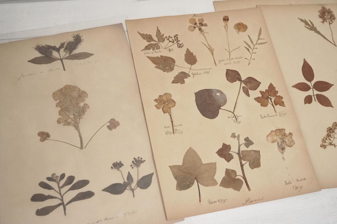 1895年 植物標本11枚セット フランスアンティーク 押し花 ドライフラワー