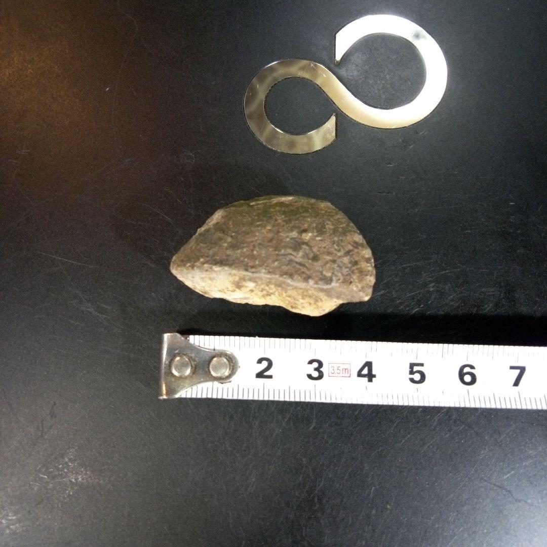 三葉虫　化石　fossil　ボリビア産　trilobite　ノジュール判別⑦