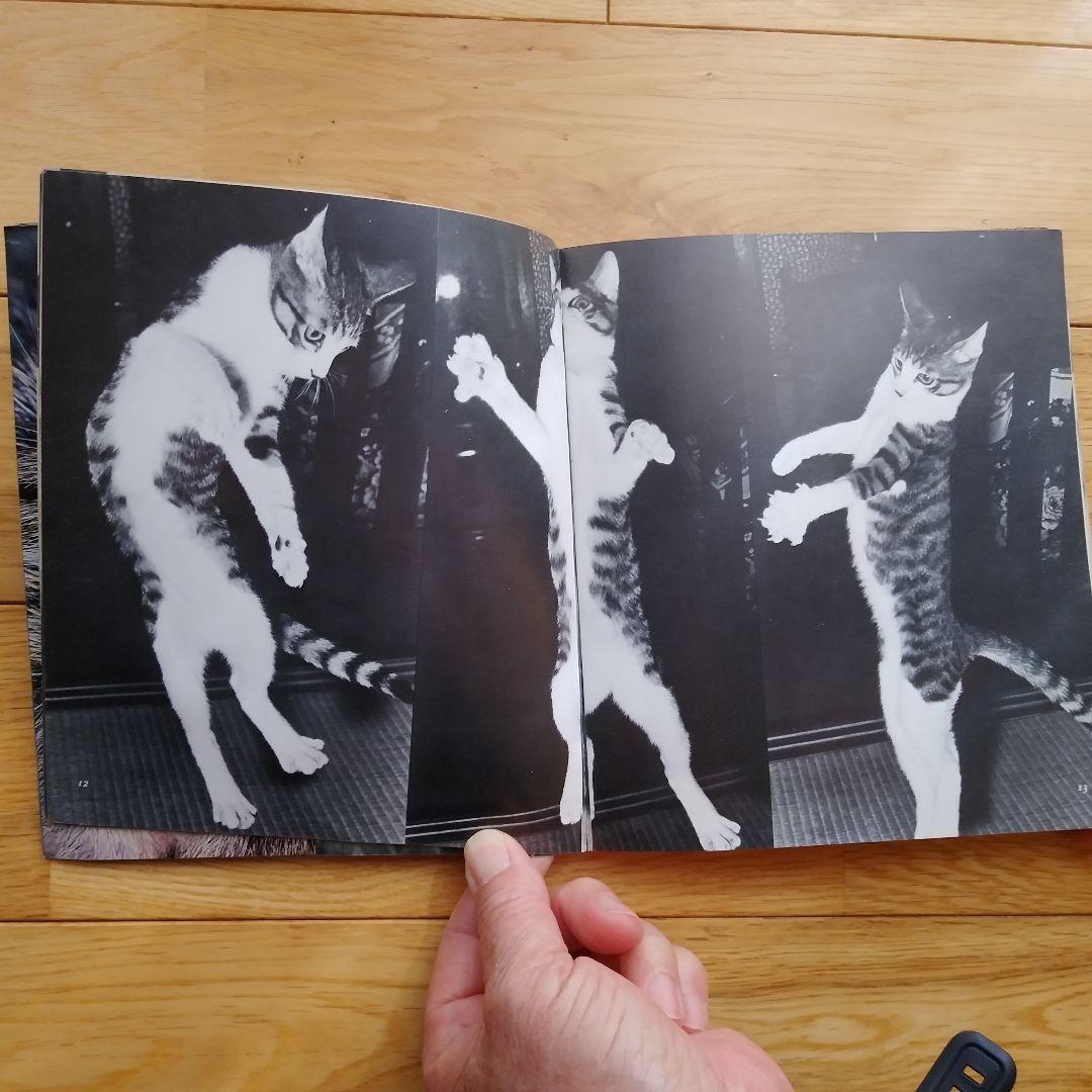 深瀬昌久　サスケ!いとしき猫よ