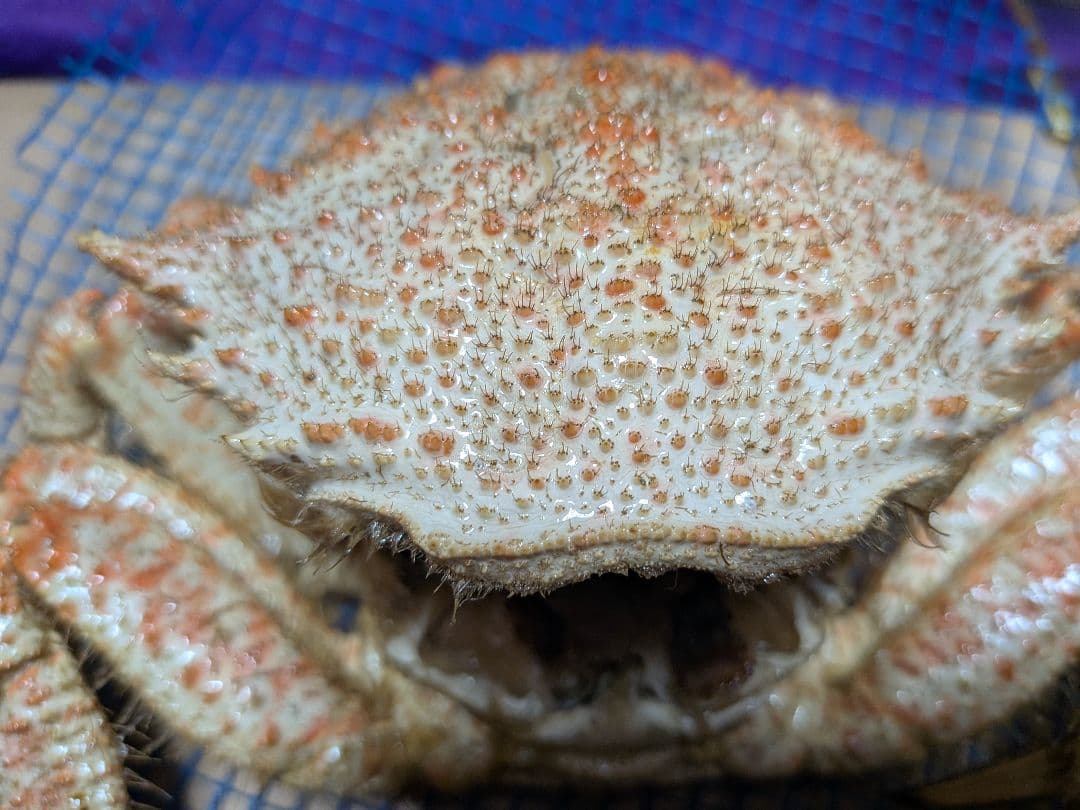 立体リアル標本飾り　トゲクリガニ　クリガニ　青森県産　陸奥湾　ガラスケース入り品
