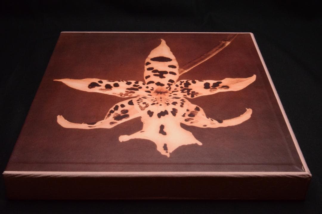 【 PISTILS】Robert Mapplethorpe★大幅に値下げしました