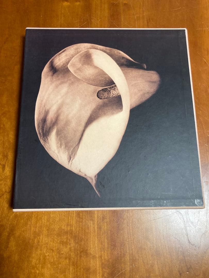 【PISTILS】Robert Mapplethorpeロバート・メイプルソープ